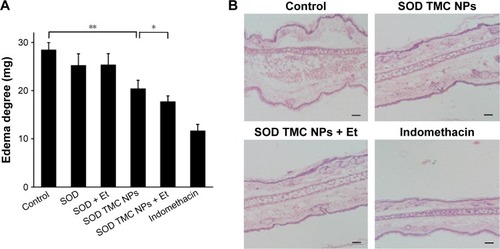 Figure 11 Anti-inflammatory assays in mice.Notes: (A) The effect of different formulations on xylene-induced edema in the ear of BALB/c mice. Six hours after transdermal delivery of different drugs (indomethacin was used as a positive control), the edema in the ear of mice was induced by oxylene. Half an hour after oxylene administration, the edema degree of the ear in mice was calculated by subtracting the weight of the left ear from the weight of the right ear. Data are expressed as mean ± SD (n=6). (B) The H&E staining of the ear in mice in (A). Bars represent 50 μm. *P<0.05; **P<0.01.Abbreviations: SD, standard deviation; H&E, hematoxylin and eosin; SOD, superoxide dismutase; TMC, N-trimethyl chitosan; NPs, nanoparticles.