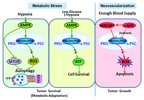 Figure 1. PRODH/POX and autophagy under the hypoxia microenvironment. Overexpression of PRODH/POX degrades proline to generate ROS, initiating apoptosis and inhibiting tumor growth. With enough blood supply, PRODH/POX is inhibited by onco-miRNA MIR23B* and oncogenic transcription factor c-MYC, acting as a mitochondrial tumor suppressor, whereas, under metabolic stress, PRODH/POX is induced to function as a tumor survival factor. Hypoxia upregulates PRODH/POX to induce protective autophagy through the AMPK-PRODH/POX-ROS pathway. With low glucose, with or without concurrent hypoxia, PRODH/POX is channeled to produce ATP for cell survival.