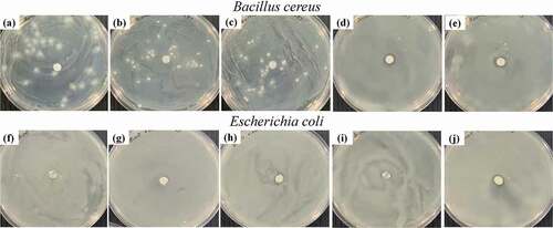 Figure 2. Antimicrobial activities of PBS/geraniol blends against B. cereus: (a) neat PBS, (b) 4 wt% (c) 6 wt%, (d) 8 wt%, (e) 10 wt%, and E. coli (f) neat PBS, (g) 4 wt%, (h) 6 wt%, (i) 8 wt% and (j) 10 wt% geraniol