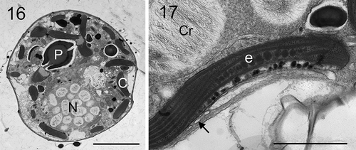 Figs 16, 17. Transmission electron micrographs of vegetative cells of Johsia chumphonensis strain TIO606. Fig. 16. Longitudinal sections through the cell showing a large nucleus (N), a stalked pyrenoid (P), and chloroplast lobes in the periphery of the cell (C). Fig. 17. The eyespot (e) located within a chloroplast lobe comprising two rows of globular lipids with elongated crystals overlying (arrow), neighbouring a nucleus with many chromosomes (Cr). Scale: Fig. 16 = 5 μm; Fig. 17 = 1 μm