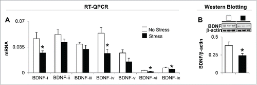 Figure 2. Gestational stress changes the expression of brain-derived neurotrophic factor (BDNF) transcripts in the hippocampus of young adult offspring. Among seven BDNF variants tested, BDNF transcripts (-i, -iv, -vi, and -ix) (A) and protein expression (B) in the hippocampus of gestational-stress offspring are significantly decreased compared to the non-stress offspring. Data are presented as mean ± SEM of 10 mice for each group. *P < 0.05 (one-way ANOVA followed by Bonferroni test vs. the corresponding value for non-stress offspring).