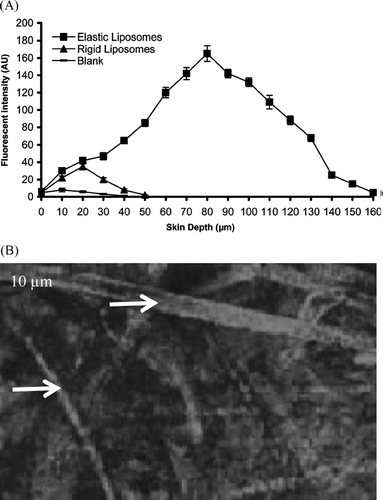 FIG. 2 (A) Fluorescent intensity (AU) versus skin depth (μm) studies reveal skin penetration profile of elastic liposomes. AU = arbitrary unit and (B) virtual channel-like structures can be visualized (yellow arrows represent the stained channels) at the skin depth of 10 μm.