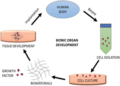 Figure 2. Development of bionic organ.
