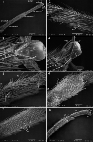 Figures 1–8. (1–4) Nemouridae: Nemourinae (Euholognatha): Ostrocerca albidipennis (Walker), (1) ventral view of tarsomeres 1–3 and pretarsus; (2) lateral view of tarsomeres 1 and 2; (3) ventral view of pretarsus; (4) dorsolateral view of pretarsus; (5) Notonemouridae (Euholognatha): Aphanicercopsis tabularis Barnard, ventrolateral view of tarsomeres 1 and 2. (6, 7) Leuctridae: Megaleuctrinae (Euholognatha): Megaleuctra complicata Claassen. (6) Ventrolateral view of tarsomeres 1 and 2; (7) ventrolateral view of tarsomere 3. (8) Leuctridae: Leuctrinae (Euholognatha): Leuctra grandis Banks, lateral view of tarsomeres 1–3. Abbreviations: ar, arolium; cl, claw; or, orbicula; sbp, setiform basipulvulus; ss, stout setae; t, tarsomeres; ut, unguitractor plate.