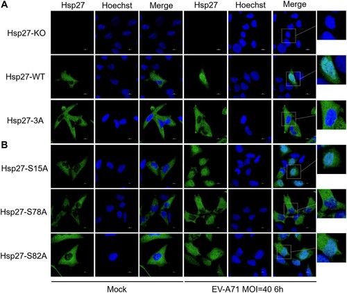 Figure 2. A critical role of Ser78 phosphorylation in the Hsp27 nuclear localization upon EV-A71 infection. (A–B) Hsp27-KO RD cells on the coverslips were infected with Lenti-Hsp27-WT, Lenti-Hsp27-3A, Lenti-Hsp27-S15A, Lenti-Hsp27-S78A, or Lenti-Hsp27-S82A for 3 days, then infected with EV-A71 at the MOI of 40 for 6 h. The cells were fixed and stained with anti-Hsp27 (Green), followed by Alexa Fluor 488-conjugated anti-rabbit antibody. The nuclei were stained with Hoechst (Blue). The images were captured by Nikon A1HD25 Confocal Microscope.