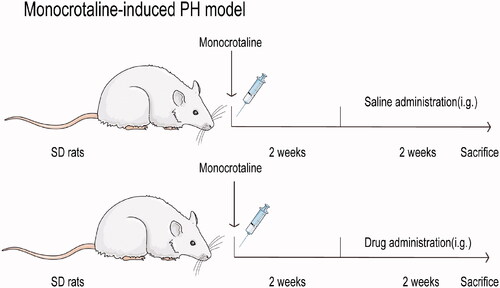 Figure 1. A diagram of the experiment design in rats.