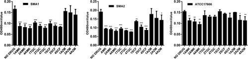 Figure 5 In vitro effects of azithromycin, tigecycline, amikacin, cefoperazone/sulbactam alone on S. maltophilia preformed biofilm after 12 h. Results are expressed as means ± SDs. Amikacin (all concentrations) had a far greater inhibitory effect on the biofilm of the premature biofilms (formed after 12 h incubation) than other antibiotics. Compared with the control group, the inhibitory effect of amikacin on the biofilm of the three strains was statistically significant (P <0.01). Compared with the control group, the inhibitory effect of tigecycline and cefoperazone/sulbactam on the biofilm of the two clinical isolates strains was statistically significant (P <0.01). Compared with the control group, the inhibitory effect of azithromycin S. maltophilia (SMA1, SMA2, and ATCC17666) strains that have formed biofilms had almost not reached statistical significance. *P <0.05, **P <0.01, ***P <0.001.