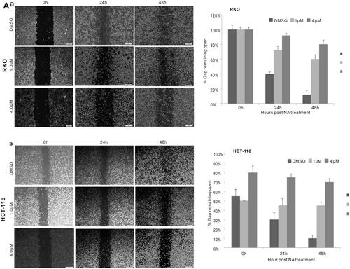 Figure 2. Monensin inhibits the cell migration in human colorectal cancer cells. (a) Cell wounding/migration assay for RKO cells treated with indicated concentration of monensin after the freshly confluent monolayer cells were wounded. (b) Cell wounding/migration assay for HCT-116 cells treated with indicated concentration of monensin after the freshly confluent monolayer cells were wounded. Each assay condition was done in triplicate.