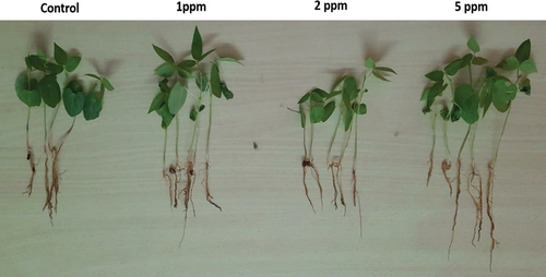 Figure 4. Representative pictures on growth of red gram with untreated and different concentrations of ZnONPs.