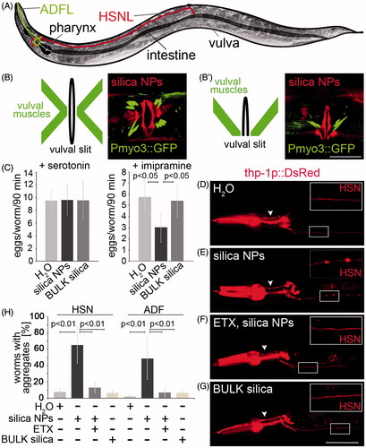 Figure 4. Silica NPs induce neurodegeneration. (A) Schematic of an adult hermaphrodite worm depicting the serotonergic neurons HSNL (red) and ADFL (green; Hall et al., Citation2006). The cell body of the HSNL localizes posterior to the vulva, whereas the axon runs along the posterior–anterior axis and extends into the nerve ring of the pharynx. Schematic ventral (B) and lateral (B′) view of the adult hermaphrodite egg-laying organ including the vulval muscles and the vulval cells (vulval slit; Lints & Hall, Citation2009). (B, B′) Respective fluorescent micrographs of representative 3-day-old, adult worms stably expressing green fluorescent protein (GFP) under the control of the myosin-3 (myo-3) promoter that were treated with rhodamine-labeled silica NPs for 48 h. Rhodamine-labeled silica NPs translocate into single vulva-cells vulF, vulE and vulD (red color). Vulval muscles show an intact morphology (green color). Bar, 10 µm. (C) Pharmacology assay of HSN function (Branicky et al., Citation2014). The graph illustrates the number of eggs that are laid per 3-day-old, adult wild type hermaphrodite worm exposed to exogenous serotonin or imipramine. Vulval muscle stimulation by exogenous serotonin induces similar egg laying behavior of mock (H2O-), silica NP- or BULK silica-treated worms indicating intact muscles. The serotonin-reuptake inhibitor imipramine shows significantly reduced egg laying in silica NP-exposed (48 h) worms compared to the controls (mock- or BULK silica-treated worms) indicating a reduced availability of endogenous serotonin at the synapse, e.g. a defect in HSN function. Values represent means ± SD from at least three independent experiments, n ≥ 70 for each treatment. (D–G) Representative fluorescent micrographs of 2-day-old, adult C. elegans stably expressing DsRed2 under the control of the tryptophan hydroxylase (tph-1) promoter in serotonergic neurons that were treated for 24 h with either (D) H2O (mock control), (E) silica NPs, (F) a combination of silica NPs with 4 mg/mL ethosuximide or (G) BULK silica in liquid culture. The insets show blow-ups of the HSN axon. Silica NP-treated worms exhibit aggregated DsRed along the HSN axons (insets) as well as along the ADF axons (arrowhead). Worms that are treated with a combination of silica NPs and ethosuximide show a continuous fluorescence along the axons similar to the control worms (H2O or BULK). Bar, 50 µm. (H) Respective quantification of worms with DsRed2 aggregates along the HSN and the ADF axons. Values represent means ± SD from four independent experiments, n ≥ 78 (H2O, silica NPs/ethosuximide or BULK silica versus silica NPs; one-way ANOVA with Tukey's post hoc test p < 0.01). ETX, ethosuximide. The online version contains colored figures.