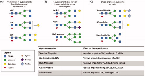Figure 8. Glycan variation shown in biotherapeutics. Variation occurring through development can be accounted to distinctive glycan machinery present in the chosen expression system. Adapted from several sources [Citation154–157].