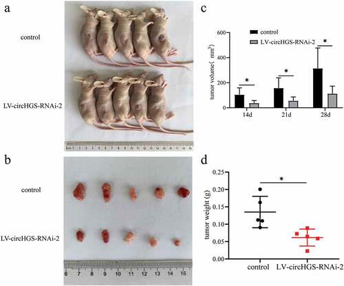 Figure 10. Knockdown of circHGS inhibited tumor growth in vivo. (a) Subcutaneous tumors in BALB/c nude mice. (b) Tumor tissues were excised from BALB/c nude mice in the control and LV-circHGS-RNAi-2 groups. (c) Tumor volumes of xenograft tumors at different time points. (d) Compared with the control group, the tumor weight was significantly reduced in the LV-circHGS-RNAi-2 group. Data are shown as the means ± SD of three independent experiments, * P < 0.05.