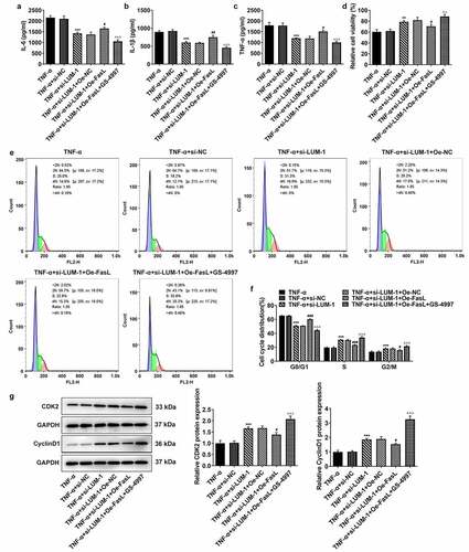 Figure 4. LUM silencing alleviated TNF-α-induced inflammatory response and cell cycle arrest of hNPCs by inhibiting ASK1/p38 signaling pathway via inactivating FasL expression. (a–c) The contents of pro-inflammatory cytokine was detected by ELISA in TNF-α-stimulated hNPCs transfected with si-NC/si-LUM-1 or co-transfected with si-LUM-1 and Oe-NC/FasL. Analysis of cell viability (d), cell cycle distribution (e–f) and the expression of cell cycle markers (g) by use of CCK-8, flow cytometry and western blot in TNF-α-stimulated hNPCs transfected with si-NC/si-LUM-1 or co-transfected with si-LUM-1 and Oe-NC/FasL. N = 3. **P < 0.01, ***P < 0.001 vs. TNF-α+ si-NC; #P < 0.05, ##P < 0.01, ###P < 0.001 vs. TNF-α+ si-LUM-1+ Oe-NC; ΔΔΔP<0.001 vs. TNF-α+ si-LUM-1+ Oe-FasL