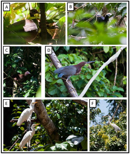 Figure 1. Photo-documentation of avian species during the faunal inventory in the vicinity of Boanamo, Orellana Province, Ecuador, 200–270 m. (A) Great Tinamou Tinamus major peruvianus; (B) Blue-throated Piping-Guan Pipile c. cumanensis; (C) Speckled Chachalaca Ortalis g. guttata; (D) Rufescent Tiger-Heron Tigrisoma l. lineatum; (E) Cattle Egret Bubulcus i. ibis; (F) Cocoi Heron Ardea cocoi. Photos H. F. Greeney.