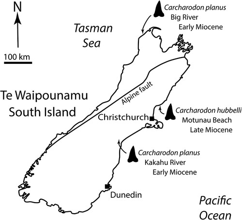 Figure 1. Localities for Carcharodon hubbelli and Carcharodon planus specimens from New Zealand.