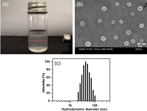 Figure 4 (A) Photo of the solution of CSAD-VB12/insulin nanoparticles, (B) SEM image of CSAD-VB12/insulin nanoparticles, (C) hydrodynamic diameter distribution of CSAD-VB12/insulin nanoparticles.