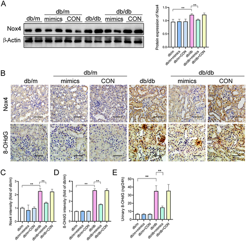 Figure 3 MiR-204-5p overexpression reduces oxidative stress in db/db mice. (A) Western blot analysis of Nox4 level in different groups. (B) Immunohistochemical staining of Nox4 and 8-OHdG in paraffin-embedded renal tissues from different groups (scale bar = 50μm). (C and D) Quantification of Nox4 and 8-OHdG expression in renal tissues. E. 24-hour urinary 8-OHdG excretion was detected using ELISA. **p < 0.01.