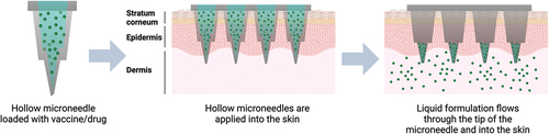 Figure 4. Schematic representation of the hollow MAP. vaccines/drugs are loaded into channels of the microneedle that flows through and into the penetrated pores of the skin when administered. Created with BioRender.com.