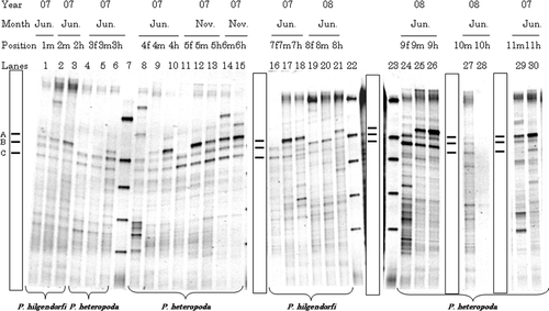 Figure 1. Typical denaturing gradient gel electrophoresis profiles for polymerase chain reaction-amplified fragments of 16S rRNA genes for gut samples from Pheretima hilgendorfi and P. heteropoda collected on 2007 (June or November) and 2008 (June): f, fore-gut; m, mid-gut; h, hind-gut. Numbers with f, m, or h on each lane correspond to individual number. Markers were electrophoresed in Lanes 7, 22, and 23. Bands typically found in most lanes (A–C) are illustrated in the box.