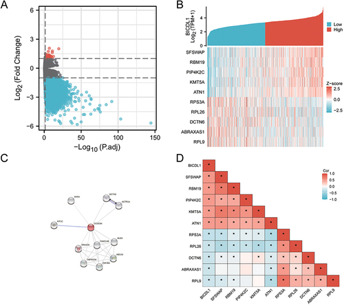 Figure 5 Differentially expressed gene map and co-expression networks of BICDL1 in TCGA database. (A) Volcano plot of differentially expressed genes (DEGs). The x-axis is the logarithm of -log10 after correction. The y-axis is log2(Fold Change). Log2|FC|>1 and p.adj<0.05 (B) Co-expression heat map of BICDL1. Red represents high expression, and Blue represents a low expression. (C) PPI analysis of BICDL1-associated proteins. Colored nodes: BICDL1 and first shell of interactors. White nodes: second shell of interactors (D) Correlation heat map of BICDL1. Red represents positive correlation, blue represents negative correlation. *, p< 0.05.