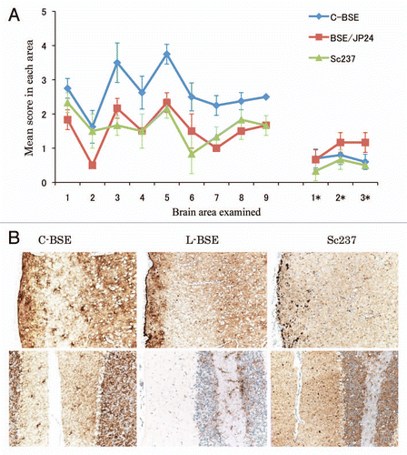 Figure 2 Neuropathological lesion profiling and PrPSc deposition in hamsters. (A) Vacuolar lesion profiles in Syrian hamster brains as observed for scrapie strains Sc237, C-BSE-affected hamsters (C-BSE) and L-BSE-affected hamsters (L-BSE). Gray matter scoring areas: 1, dorsal medulla; 2, cerebellar cortex; 3, superior colliculus; 4, hypothalamus; 5, medial thalamus; 6, hippocampus; 7, septum; 8, posterior cerebral cortex; 9, anterior cerebral cortex. White matter scoring areas: 1*, cerebellar white matter; 2*, midbrain white matter; 3*, cerebral peduncle. Mean (standard deviation) (n = 4). (B) PrPSc deposition in the brains of hamsters affected with C-BSE (second passage), L-BSE (second passage) and Sc237 (serial passage). MAb SAF84 was used for immunostaining. Upper, cerebral cortex; lower, cerebellum.