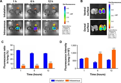 Figure 7 Biodistribution of intravenous injection and inhalation of micelles in rats.Notes: (A) Dissected organs of rats killed at 1, 6, and 12 hours after inhalation and intravenous injection of DiR-labeled P123 micelles; (B) distribution of DiR in the lung after inhalation of DiR-labeled P123 micelles; (C) ratio of fluorescence intensity in the lung to all organs (heart, liver, spleen, lung, and kidney) after inhalation and intravenous injection of DiR-labeled P123 micelles; (D) fluorescence intensity in the lung after inhalation and intravenous injection of DiR-labeled P123 micelles. ***P<0.001 compared with inhalation. Values expressed as means ± SD (n=3).Abbreviation: P123, Pluronic P123.
