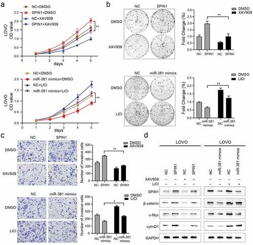 Figure 5. MiR-381 and SPIN1 are responsible for controlling the Wnt/β-catenin signaling pathway in CRC. (a-d) Rescue experiments of overexpressed SPIN1 and miR-381 mimics using with XAV939 or LiCl treatment for 24 h (XAV939,10 μmol/L; LiCl: 20 mmol/L). CCK-8 assays (a), Colony formation assays (b) and transwell invasion assay (c) were conducted to assess cell biological function upon indicated treatments. (d) The protein levels of SPIN1 and Wnt/β-catenin signaling pathway related targets (β-catenin, c-Myc and cyclin D1) were assessed by western blotting upon indicated treatments in LOVO cells. GAPDH was used as an internal control. Student’s t test, *p < 0.05, **p < 0.01.