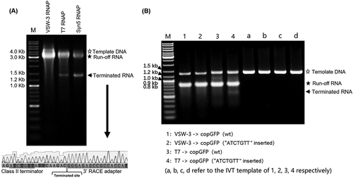 Figure 3. Response of ssRNAPs to the class II T7 terminator. (A) Using PCR-amplified templates for cas9 RNA IVT, obvious abortive RNA transcripts were observed for T7 RNAP and Syn5 RNAP but not for VSW-3 RNAP (left gel). 3’-RACE revealed that the T7 RNAP transcription was terminated 9 nt downstream of a class II terminator 5’-ATCTGTT-3’ (bottom sequencing result). (B) Insertion of a class II T7 terminator 5’-ATCTGTT-3’ into the coding sequence of copGFP RNA caused termination of T7 RNAP but not of VSW-3 RNAP. In all gels, the bands corresponding to DNA templates are indicated by empty stars, and the bands corresponding to run-off RNA transcripts are indicated by filled stars. Arrows indicate terminated transcripts caused by class II T7 terminators.