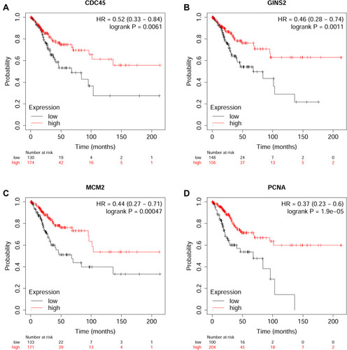 Figure 8 Overall survival analysis of hub genes using the KM plotter (https://kmplot.com/analysis/index.php?p=background). The association between the expression levels of CDC45 (A), GINS2 (B), MCM2 (C) and PCNA (D) and overall survival of the patients with cervical cancer was analysed by using the KM plotter.