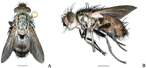 Figure 1. Adult of Peleteria iavana (Wiedemann, 1819). (A) Dorsal view; (B) Lateral view. Scale bars: 2.0 mm. (photography by Peng Zhang).