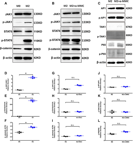 Figure 9 Western blotting analysis of signalling proteins related to the JAK1/STAT6 and TLR signalling pathway in M2 microphages. (A) The levels of the signalling proteins JAK1/p-JAK1, STAT6/p-STAT6 and β-catenin in M0 macrophages and M2 macrophages; (B) the levels of the signalling proteins JAK1/p-JAK1, STAT6/p-STAT6 and β-catenin in M2 macrophages after α-MMC treatment; (C) the levels of the signalling proteins AP1/p-AP-1, TAK1/p-TAK1, p65/p-p65 in M2 macrophages after α-MMC treatment; (D–F) Relative density of p-JAK1/ JAK1, p-STAT6/ STAT6 and β-catenin/β-actin in M0 macrophages and M2 macrophages; (G–I) Relative density of p-JAK1/ JAK1, p-STAT6/ STAT6 and β-catenin/β-actin in M2 macrophages after α-MMC treatment; (J–L) relative density of p-AP1/AP-1, p-TAK1/TAK1, p-p65/p65 in M2 macrophages after α-MMC treatment. The data shown are individual values with the mean ± SEM; n = 3. *P < 0.05 significantly different from the control group; n.s. no significant difference from the control group. One-way analysis of variance, Tukey’s multiple comparison tests.
