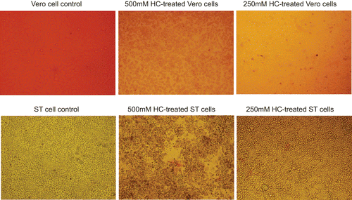 Figure 2.  Trypan blue staining. The mock-treated cells and cells treated with maximum non-toxic or a higher concentrations of drug were stained with Trypan blue solution. A representative comparison is provided.