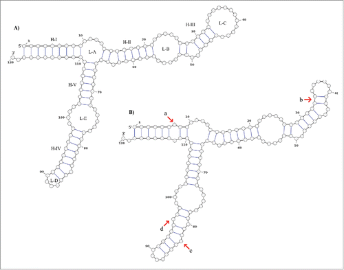 Figure 3. Secondary structure consensus of the 5S rRNA type II predicted by RNAalifold. The structure A) is proposed by Barciszewska et al.Citation48 which corresponds to the general model of 5S rRNA for eukaryotes. The structure B) is the consensus structure predicted for the 5S rRNA type II by RNAalifold. The main differences are those marked with red arrows: a) positions 7 and 112 with no pair in all sharks but G. cuvier; b) all the sequences fit well with the basepair 34C:41G and 33U:42A which reduce the loop C size; c) the bulge at the position 84 (with base dU in this study) proposed by Barciszewska et al.Citation48 is now located at the position 83 (dA). According to these authors the bulge located in the helix IV must be a purine; d) positions 80 and 96 are not joined in all the sequences.