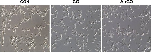 Figure 5 Effect of GO and A-rGO on the survival of MEFs.Notes: Micrographs showing PMEFC attachment and growth on a non-coated dish (control), a dish coated with GO, and a dish coated with A-rGO. All coated dishes and a control uncoated dish were placed in the same culture conditions and allowed to incubate for 24 hours at 37°C. GO and A-rGO were good substrates for cell growth.Abbreviations: CON, control; GO, graphene oxide; rGO, reduced graphene oxide; A-rGO, protein-reduced GO; MEFs, primary mouse embryonic fibroblast cells.