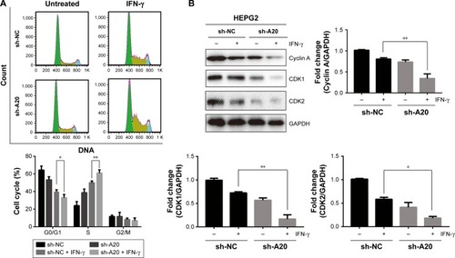 Figure 2 Downregulation of A20 increases IFN-γ-induced cell-cycle arrest at S/M phase in HepG2 cells.