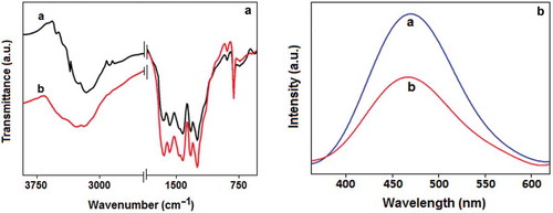 Figure 3. (A) FTIR spectra of (a) CN and (b) Au-CN. (B) The photoluminescence (PL) spectra of (a) CN and (b) Au-CN.