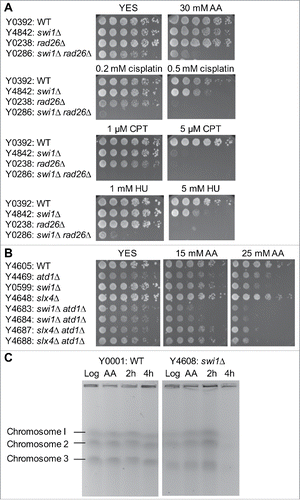 Figure 3. Acetaldehyde causes replication stress that activates the ATR-dependent checkpoint. (A, B) Five-fold serial dilutions of the indicated mutants were incubated on YES agar medium supplemented with the indicated drugs for 3 to 5 d at 30°C. Representative images of repeat experiments are shown. (C) PFGE analysis of chromosome samples prepared from wild-type and swi1Δ cells. Cells were grown in the presence of 20 mM acetaldehyde for 3 h and returned to fresh medium. Cells were collected at 0 (AA), 2, and 4 h after acetaldehyde treatment and processed for PFGE. Chromosomes prepared from exponentially growing cells are also analyzed (Log). Representative results of repeat experiments are shown. swi1Δ cells are known to display shorter chromosome III due to the elevated recombination rate at rDNA repeatsCitation50,60.