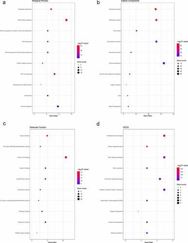 Figure 3. Top 10 enriched GO terms and top 10 KEGG pathways of differentially expressed genes. (A‑C) GO term enrichment analysis for (a) biological process, (b) molecular function, (c) cellular component. (d) KEGG pathway analysis. Node size represents gene ratio; node color represents P-value. GO, gene ontology; KEGG, Kyoto Encyclopedia of Genes and Genomes