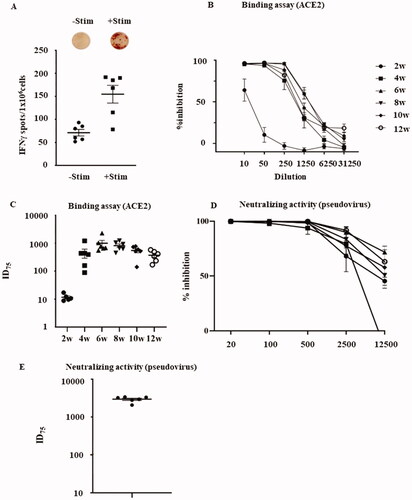 Figure 3. Cellular immune response and neutralizing antibodies against pVAX-SARS-CoV2-co vaccination. (A) IFN-γ and IL-4 ELISpot responses in the splenocytes of rats vaccinated with 240 μg pVAX1-SARS-CoV2-co, with or without re-stimulation with recombinant S1 + S2. The p-value calculated using Welch’s t-test comparing IFN-γ secreting cell number between the antigen-stimulated group and the un-stimulated group was 0.0059 (n = 6). (B) ACE2 (and S1 + S2) binding inhibition assay using serum of rat immunized for 2–12 weeks normalized to pre-serum, at reciprocals 10- to 31,250-fold dilutions. (C) Neutralization titers (ID75) of serum of rat immunized for 2–12 weeks by the dilution of serum required for 75% inhibition of ACE2-S1 + S2 binding as shown in (B). (D) The inhibition rate targeting the pseudovirus. The immunized rat serum at 8 weeks was used in the reciprocal 20- to 12,500-fold dilutions. (E) Neutralization activity (ID75; 75% inhibition). The values indicate the inhibitory dose of the serum has a 75% inhibition rate against pseudovirus binding as provided in (D).