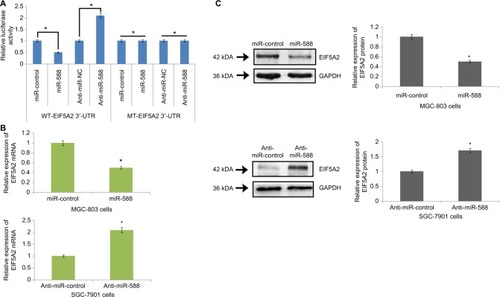 Figure 5 EIF5A2 is a direct target of miR-588 in gastric cancer.Notes: (A) The WT-3′-UTR-EIF5A2 altered luciferase activity. The luciferase activity of WT-3′-UTR-EIF5A2 was significantly enhanced by anti-miR-588 compared to negative control (anti-miR-NC), whereas the MT produced no effects on the levels of luciferase activity. (B) qRT-PCR analysis for the expression of EIF5A2 mRNA in miR-588–transfected MGC-803 and SGC-7901 cells. (C) Expression of proteins by Western blot suggested that in MGC-803 cells, the expression of EIF5A2 was suppressed after transfection with miR-588, and the levels were elevated in SGC-7901 cells after transfection with anti-miR-588 compared to respective controls (*P<0.05 compared to control).Abbreviations: MT, mutant type; qRT-PCR, quantitative real-time reverse transcription-PCR; WT, wild type.