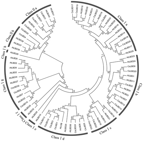 Figure 2. Phylogenetic tree of LBD proteins form C. sinensis and A. thaliana.