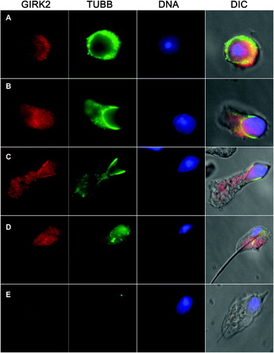 Figure 4.  Colocalization of GIRK2 (red) with the microtubules of caudal manchette (green), detected in mouse elongating spermatids by a monoclonal antibody against beta-tubulin (E7; Dev. Studies Hybridoma Bank, Iowa City, IA, USA). Sequential steps of spermatid elongation are shown (A-E). DNA was counterstained with DAPI (blue).