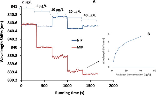 Figure 4. The results of cooked rat meat MIP and NIP measured by the MIP-QWM system (A); and the corresponding dose–response dynamic curve of cooked rat meat MIP by MIP-QWM measurement (B).