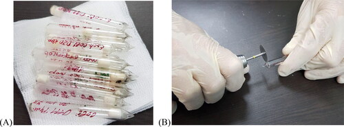 Figure 1. Ampoules with 14 lypophilized strains of Escherichia coli (А), with production dates between 1971 and 1981. Opening of the ampoules (B) by using a dental micromotor with a diamond separator.
