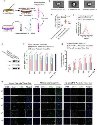 Figure 2 Role of EVs derived from different pancreatic tissues in β cell function and apoptosis. (A) Schematic diagram of EV isolation from pancreatic tissue. (B) Representative electron microscopy images of EVs from pancreatic tissue after various treatments. (Scale bar=200 μm) (C) EV protein concentrations in pancreatic tissue from mice after various treatments. (D) Size distributions of EVs from pancreatic tissues. (E) Western blot analysis of EV markers CD63, CD9, and Alix. (F) Analysis of insulin secretion from Beta-TC-6 cells after treatment with various concentrations of EVs derived from pancreatic tissue. The insulin content in culture supernatants of Beta-TC-6 cells incubated with tissue EVs and then treated with 20 mM glucose was measured by an ELISA. (G) Quantification of TUNEL-positive cells in Beta-TC-6 cells after treatment with various concentrations of EVs. (H) Representative fluorescence images of TUNEL staining in Beta-TC-6 cells after treatment with various concentrations of EVs. (Scale bar=100 μm) Black superscript, normal cells vs each group; Tangerine superscript, AP pancreatic tissue EVs vs each group; (n=5). *P < 0.05, **P < 0.01, ***P < 0.001, ****P < 0.0001.