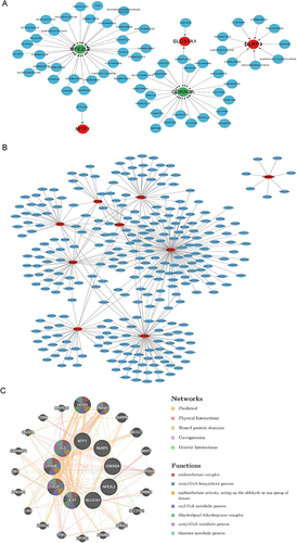 Figure 8 Interaction networks. (A)Prediction of marker gene‐targeted drugs. Red nodes represent genes up-regulated in sepsis samples, green nodes represent genes down-regulated in sepsis samples and blue nodes represent drugs that have interactions with the target gene. (B)The gene-miRNA action network. The red nodes represent marker genes and the blue nodes represent miRNAs that interact with the genes. (C)PPI network. Nodes represent proteins. The connecting lines represent network types and the colour of the node represents the enriched function.