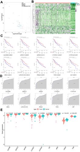 Figure 10 Verification of the hub genes in the TCGA database. (A) Differential gene volcano map. (B) Heat map visualization of differentially expressed genes. (C) Kaplan-Meier Curve for survival analysis of the hub genes. (D) ROC of the hub genes. (E) The expression levels of the above 10 hub genes in the GSE54236 dataset.