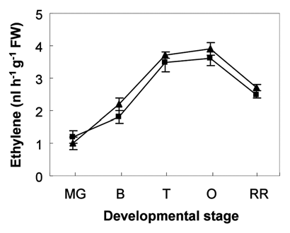 Figure 1 Ethylene content in fruits of control (▴) and hypoxically treated (■) plants during the maturation phase. Values represent the mean ± SD of at least three measurements. MG, mature green; B, breaker; T, turning; O, orange; RR , red ripe.