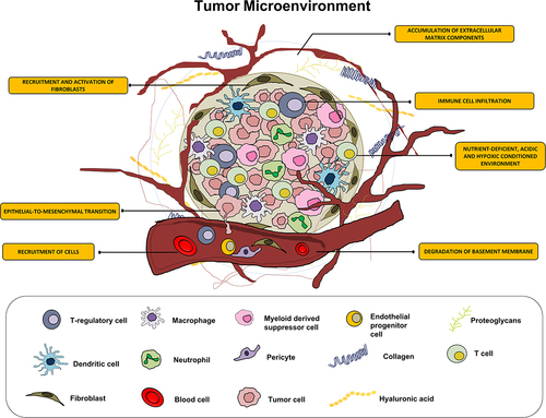 Figure 1. The illustration depicts the contributory role of inflammatory cells in the tumor microenvironment leading to radioresistance.