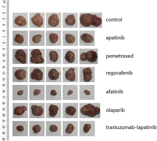 Figure 1. The PDX models from top to bottom are tumors of the control group and 6 drug sensitivity test groups (n = 5 per group), which were removed 30 days after modeling.